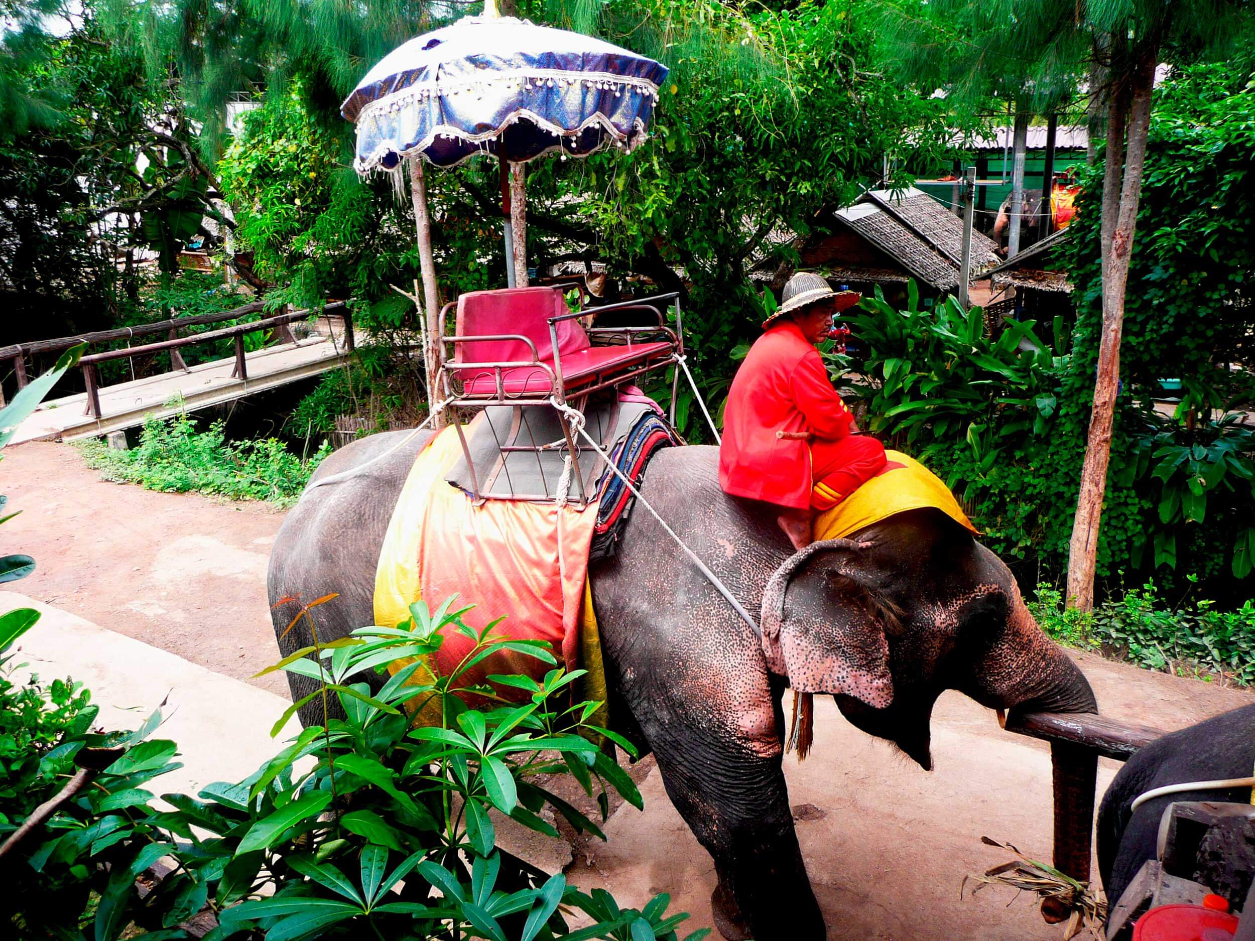 Excursión con elefantes en Bangkok